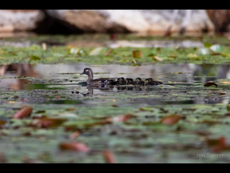 Wood ducks at Horse Meadows Knoll in Harvard, photographed by Jon Turner.