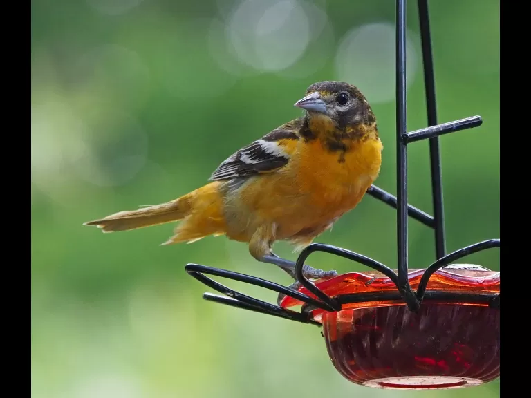 A Baltimore oriole in Framingham, photographed by Joan Chasan.