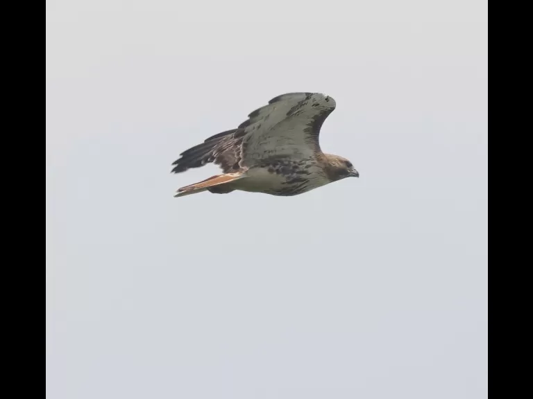 A red-tailed hawk at Breakneck Hill Conservation Land in Southborough, photographed by Steve Forman.