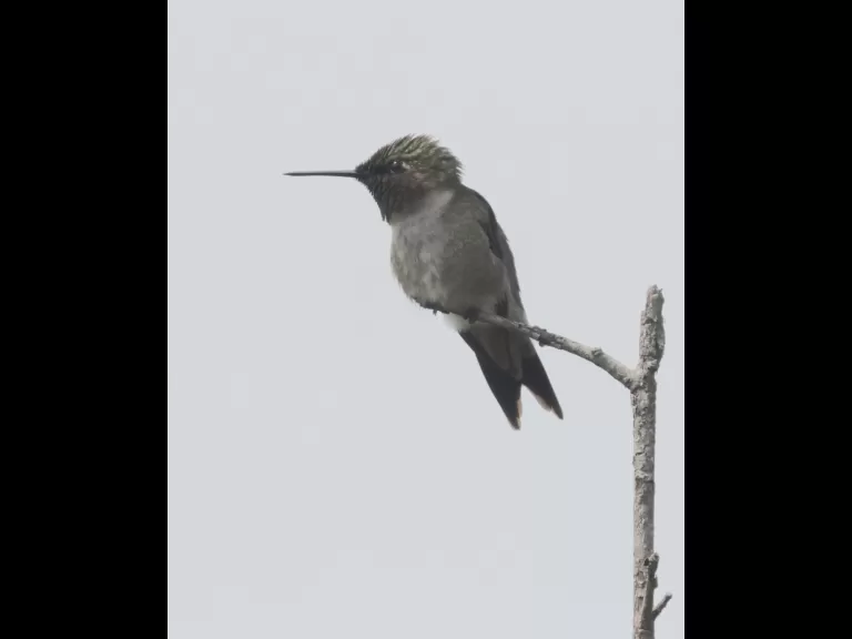 A ruby-throated hummingbird at Breakneck Hill Conservation Land in Southborough, photographed by Steve Forman.