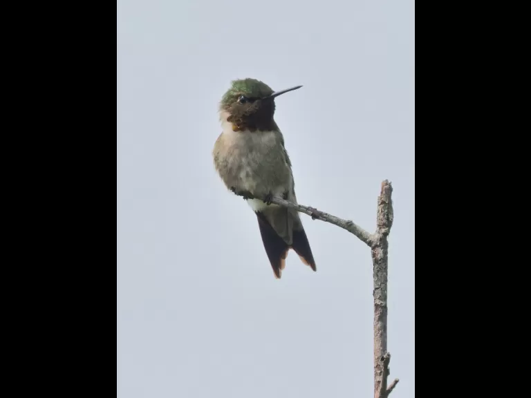 A ruby-throated hummingbird at Breakneck Hill Conservation Land in Southborough, photographed by Steve Forman.