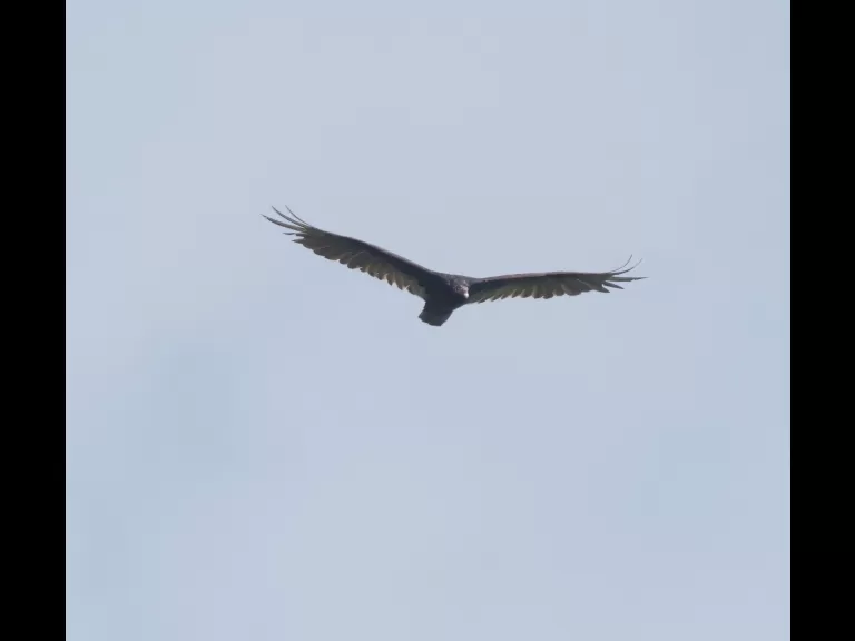 A turkey vulture at Breakneck Hill Conservation Land in Southborough, photographed by Steve Forman.
