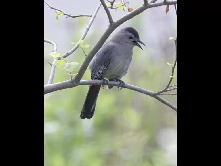 A gray catbird at Breakneck Hill Conservation Land in Southborough, photographed by Steve Forman.