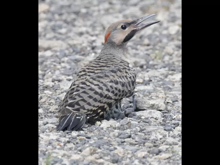 A northern flicker at Breakneck Hill Conservation Land in Southborough, photographed by Steve Forman.