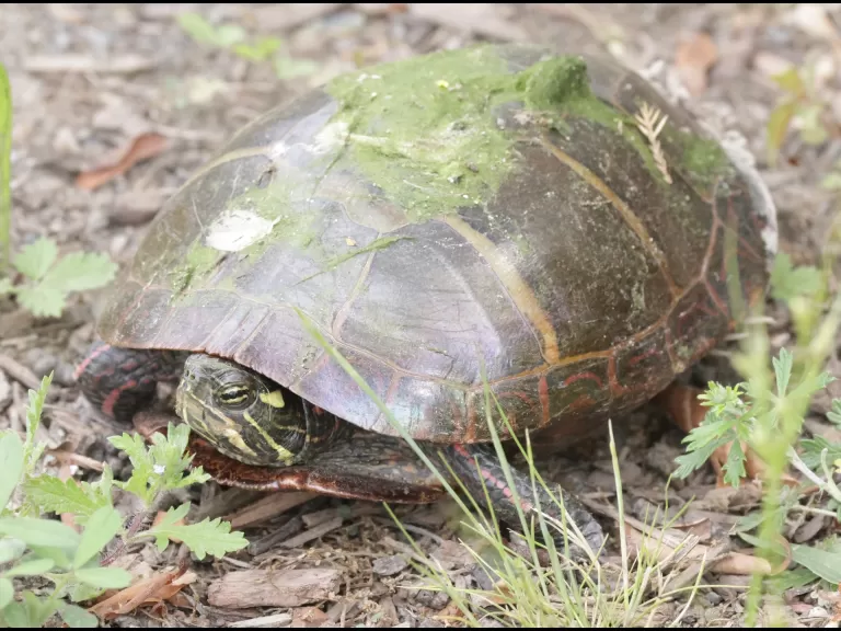 A painted turtle at Hager Pond in Marlborough, photographed by Steve Forman.