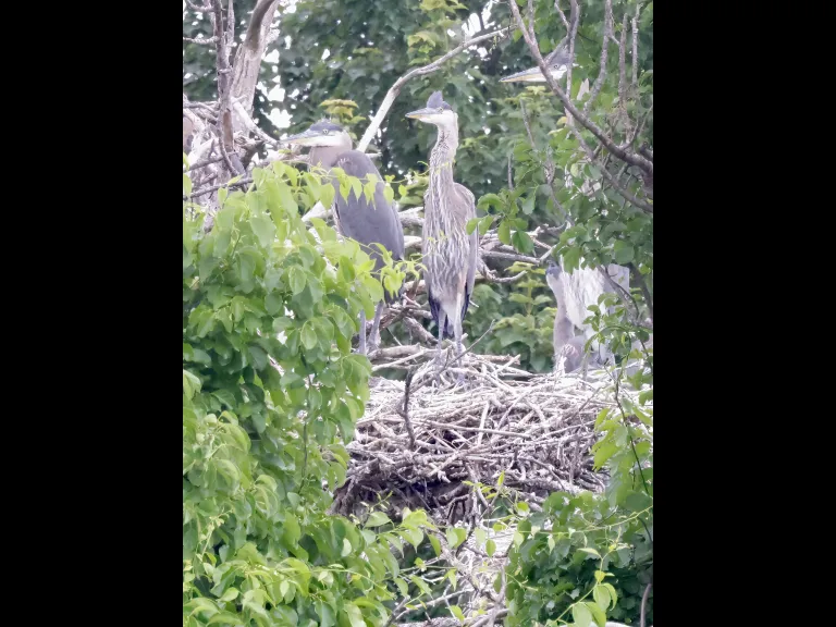 Great blue herons at their nest in Southborough, photographed by Steve Forman.
