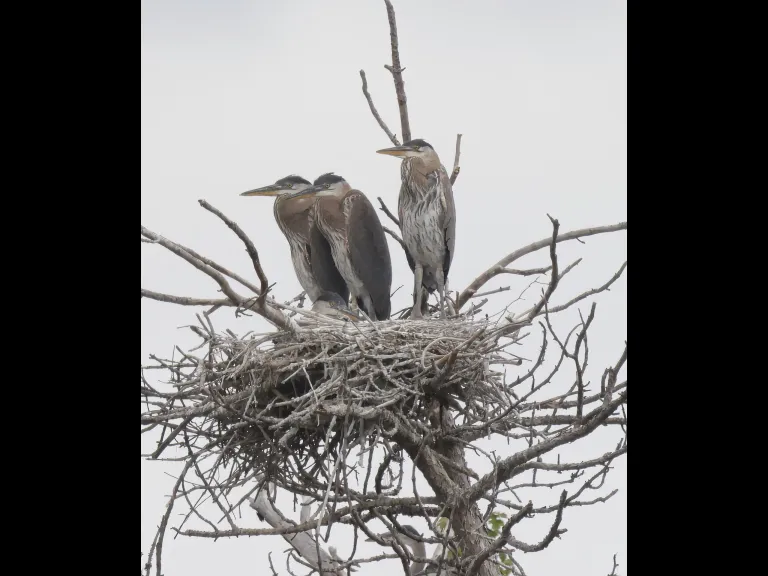 Great blue herons at their nest in Southborough, photographed by Steve Forman.