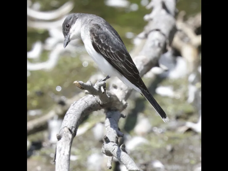 An eastern kingbird at Hager Pond in Marlborough, photographed by Steve Forman.