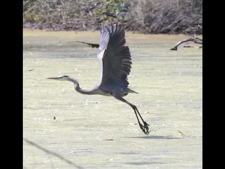 A great blue heron at Hager Pond in Marlborough, photographed by Steve Forman.
