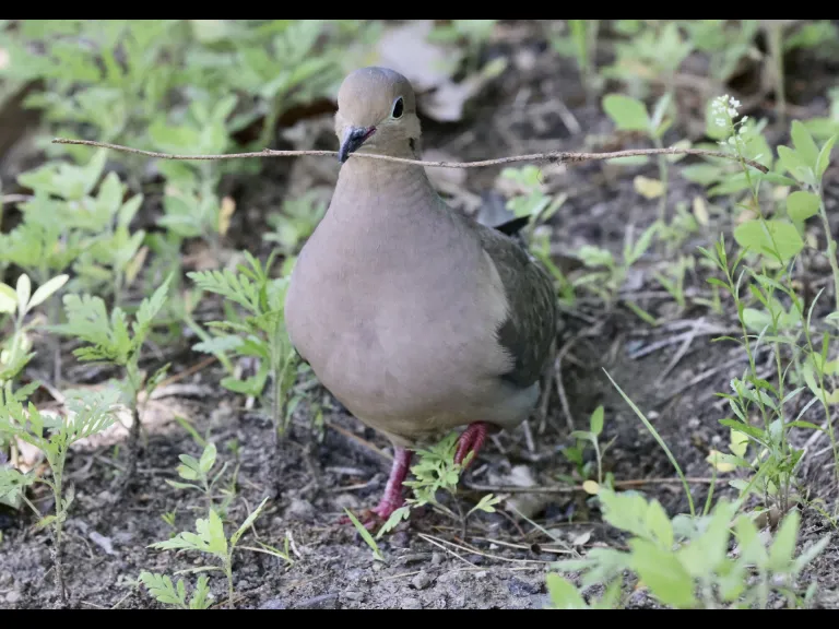 A mourning dove at Bruce's Pond in Hudson, photographed by Steve Forman.