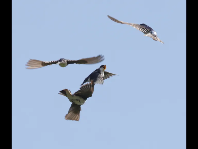 Tree swallows at Breakneck Hill Conservation Land in Southborough, photographed by Steve Forman.