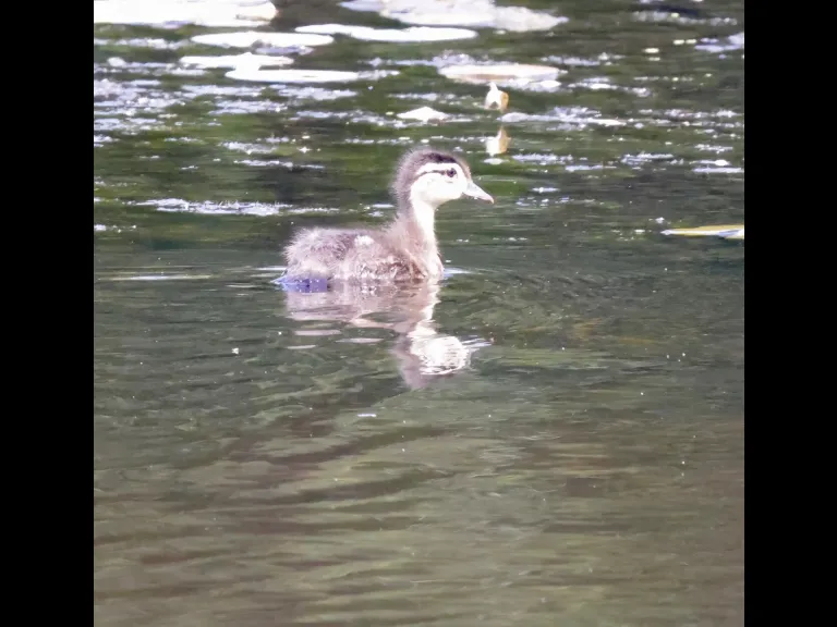 A wood duck duckling at Bruce's Pond in Hudson, photographed by Steve Forman.