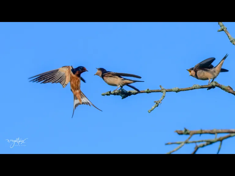 A barn swallow feeds its young at the Wayne F. MacCallum Wildlife Management Area in Westborough, photographed by Nancy Wright.