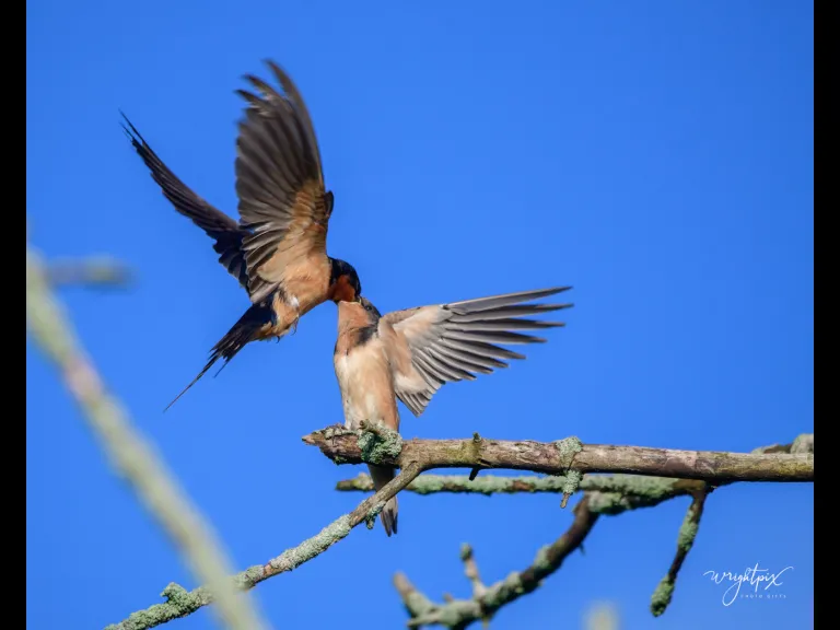 A barn swallow feeds its young at the Wayne F. MacCallum Wildlife Management Area in Westborough, photographed by Nancy Wright.