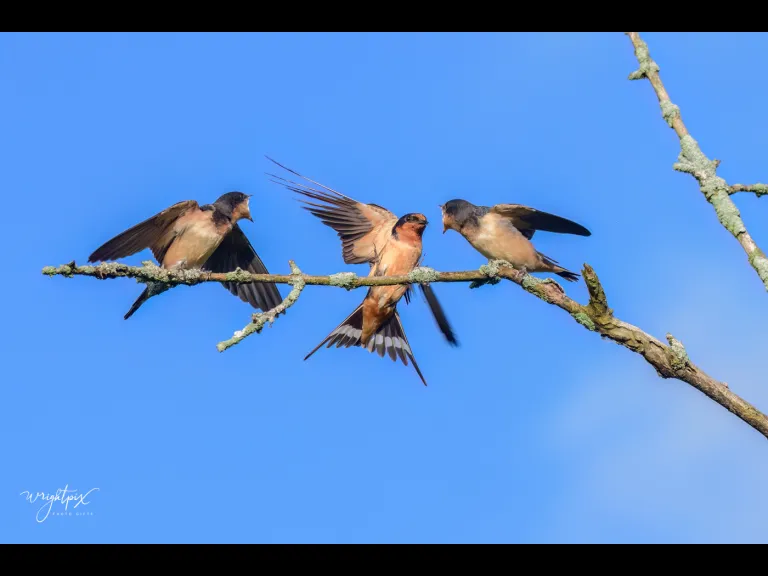 A barn swallow feeds its young at the Wayne F. MacCallum Wildlife Management Area in Westborough, photographed by Nancy Wright.