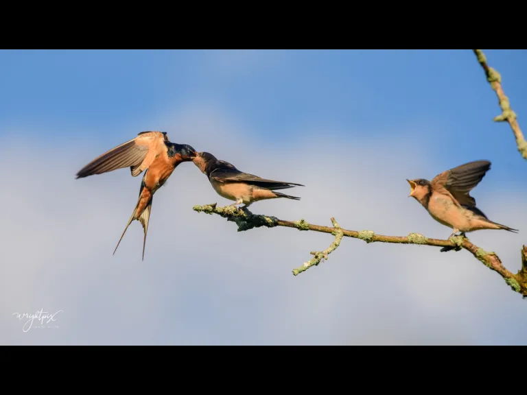 A barn swallow feeds its young at the Wayne F. MacCallum Wildlife Management Area in Westborough, photographed by Nancy Wright.