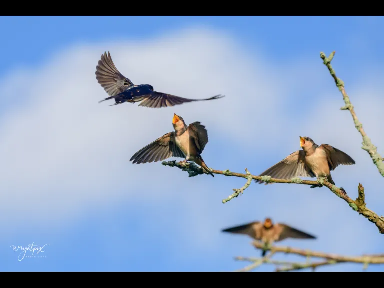 A barn swallow feeds its young at the Wayne F. MacCallum Wildlife Management Area in Westborough, photographed by Nancy Wright.