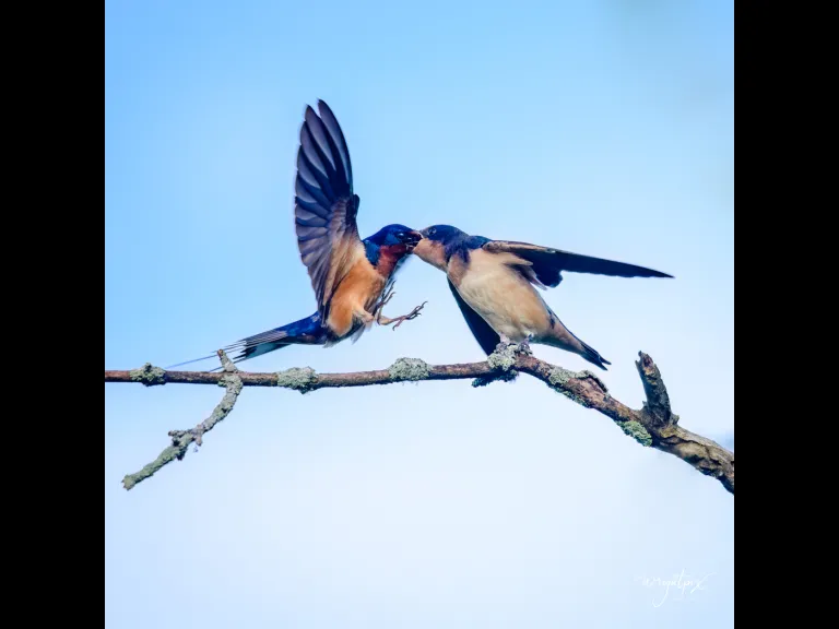 A barn swallow feeds its young at the Wayne F. MacCallum Wildlife Management Area in Westborough, photographed by Nancy Wright.