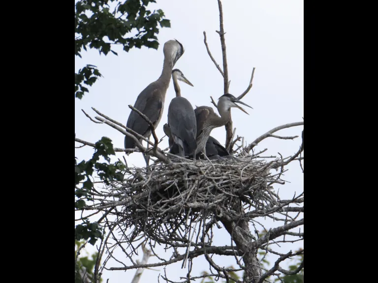 Great blue herons at their nest in Southborough, photographed by Steve Forman.