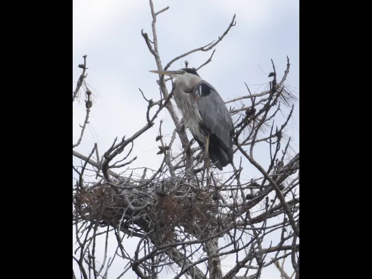 A great blue heron at its nest in Southborough, photographed by Steve Forman.