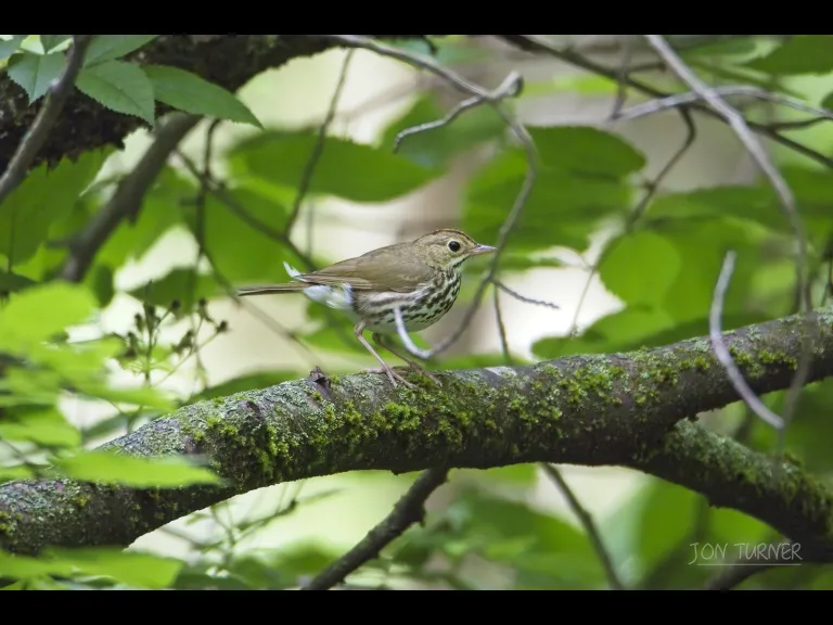 An ovenbird in Bolton, photographed by Jon Turner.