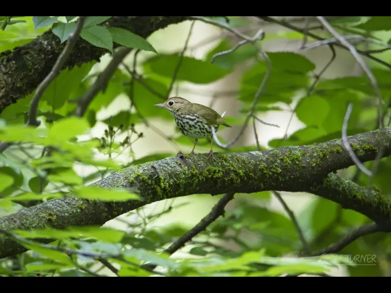 An ovenbird in Bolton, photographed by Jon Turner.