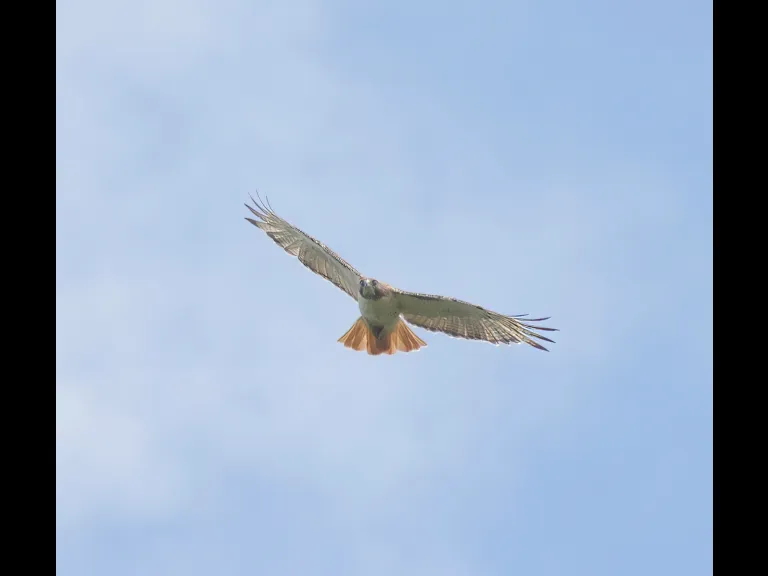 A red-tailed hawk at Breakneck Hill Conservation Land in Southborough, photographed by Steve Forman.