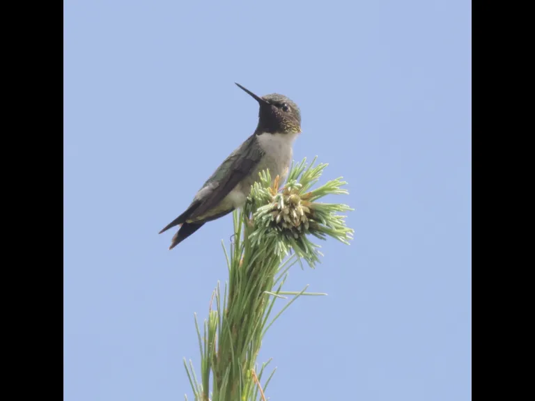 A ruby-throated hummingbird at Breakneck Hill Conservation Land in Southborough, photographed by Steve Forman.