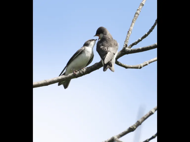 Tree swallows at Breakneck Hill Conservation Land in Southborough, photographed by Steve Forman.