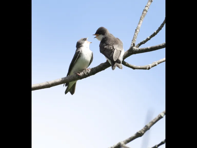 Tree swallows at Breakneck Hill Conservation Land in Southborough, photographed by Steve Forman.