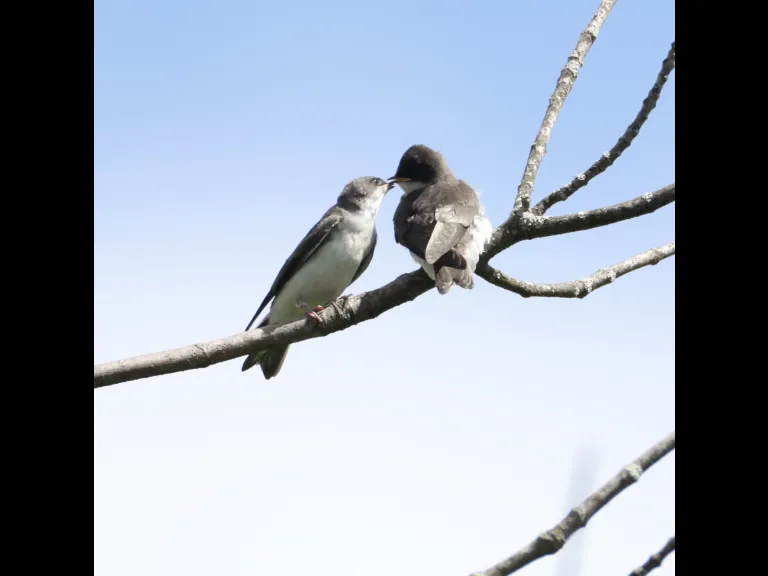 Tree swallows at Breakneck Hill Conservation Land in Southborough, photographed by Steve Forman.