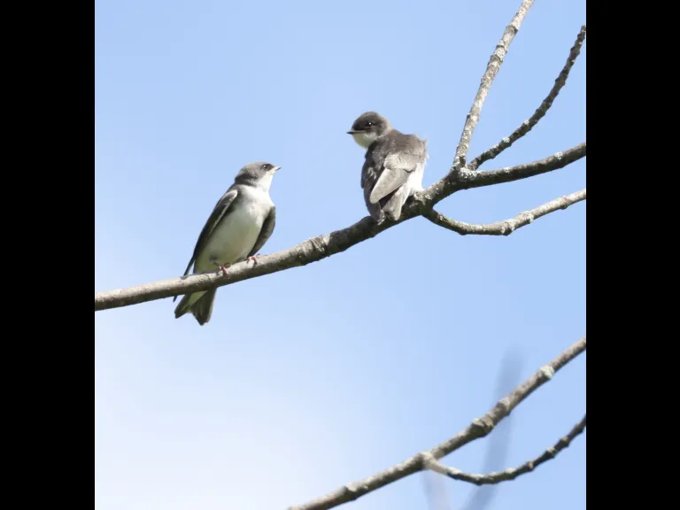 Tree swallows at Breakneck Hill Conservation Land in Southborough, photographed by Steve Forman.