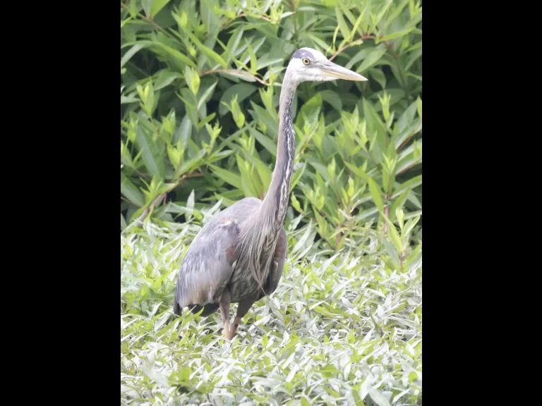 A great blue heron at Bruce's Pond in Hudson, photographed by Steve Forman.