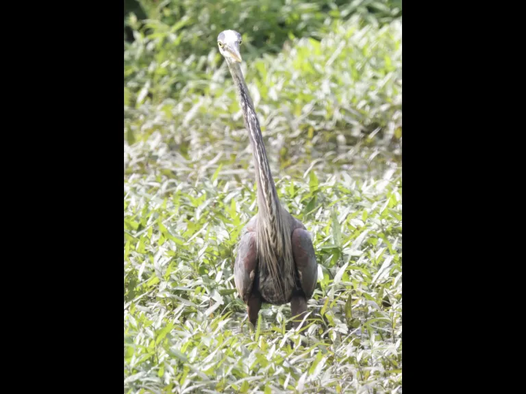 A great blue heron at Bruce's Pond in Hudson, photographed by Steve Forman.