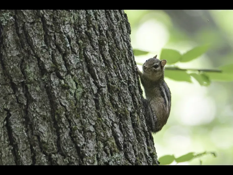 An eastern chipmunk in Bolton, photographed by Jon Turner.