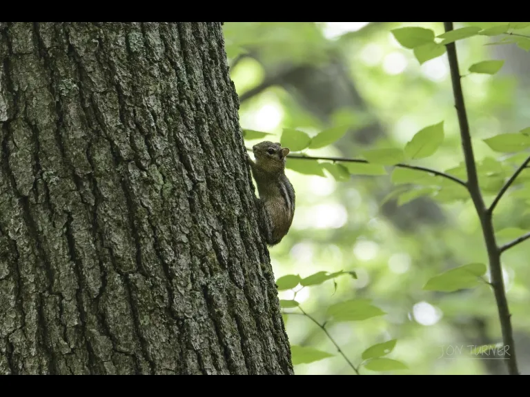 An eastern chipmunk in Bolton, photographed by Jon Turner.