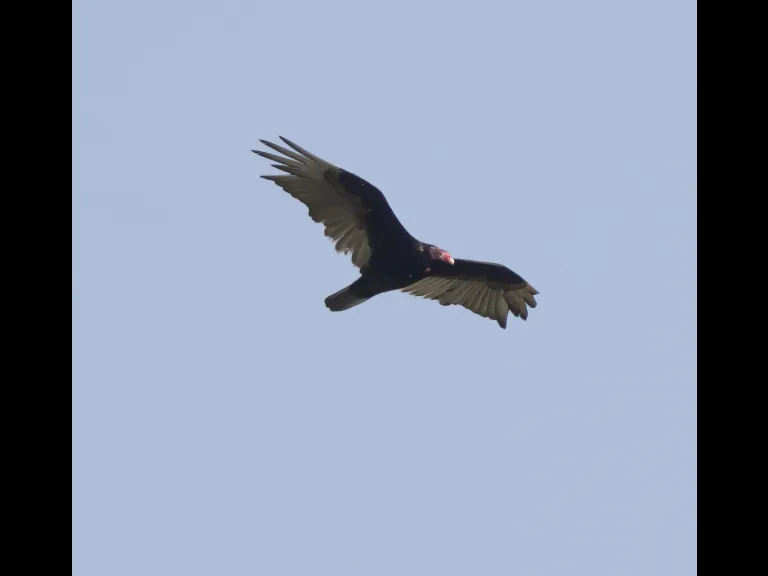 A turkey vulture at Breakneck Hill Conservation Land in Southborough, photographed by Steve Forman.