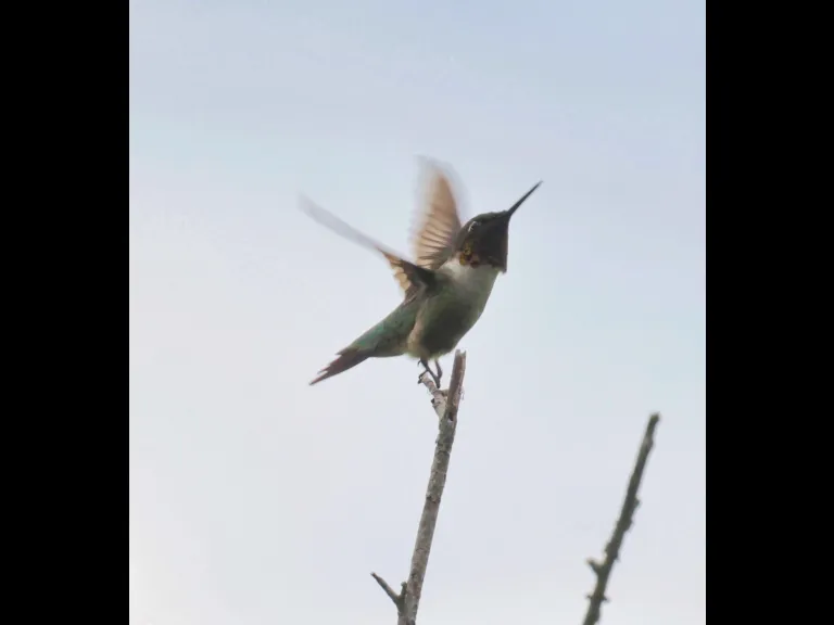 A ruby-throated hummingbird at Breakneck Hill Conservation Land in Southborough, photographed by Steve Forman.