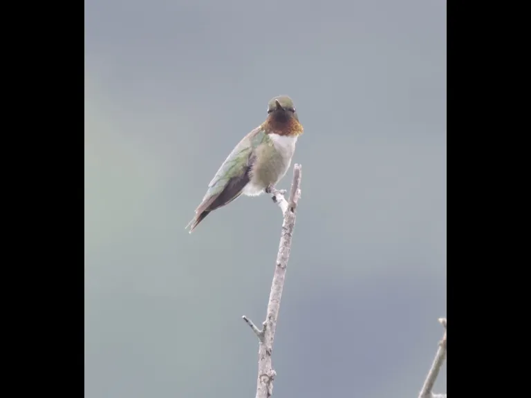 A ruby-throated hummingbird at Breakneck Hill Conservation Land in Southborough, photographed by Steve Forman.
