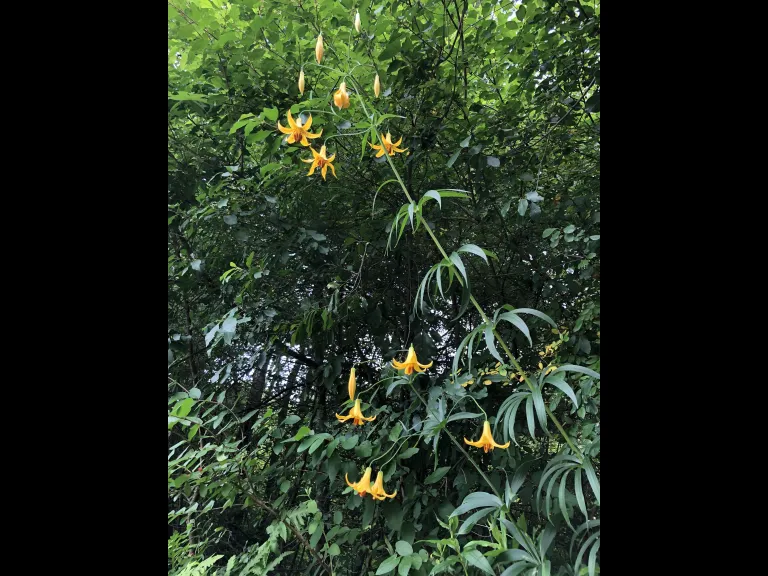 Canada lilies in Sudbury, photographed by Trudi Veldman.