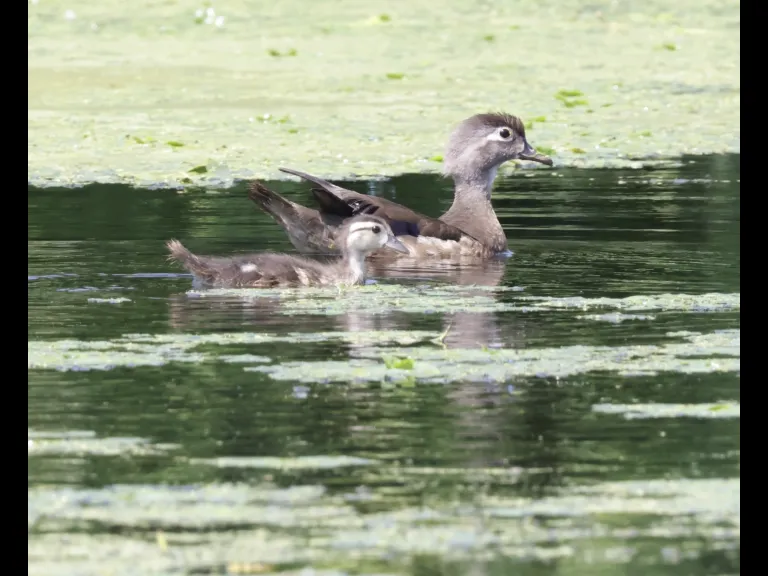 Wood ducks at Grist Mill Pond in Sudbury, photographed by Steve Forman.