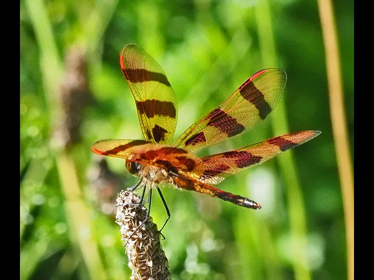 A Halloween pennant dragonfly at the Macomber Reservation in Framingham, photographed by Joan Chasan.