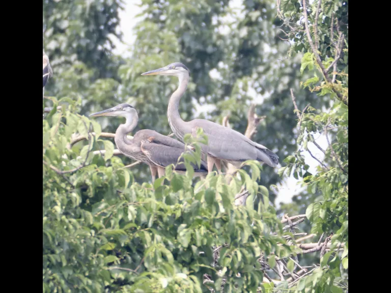 Great blue herons at the Sudbury Reservoir in Southborough, photographed by Steve Forman.