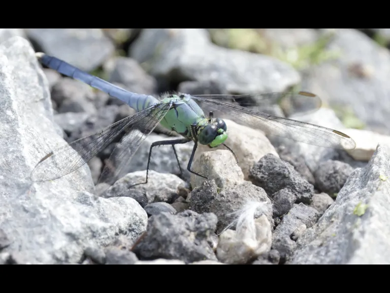 An eastern pondhawk dragonfly at Grist Mill Pond in Sudbury, photographed by Steve Forman.