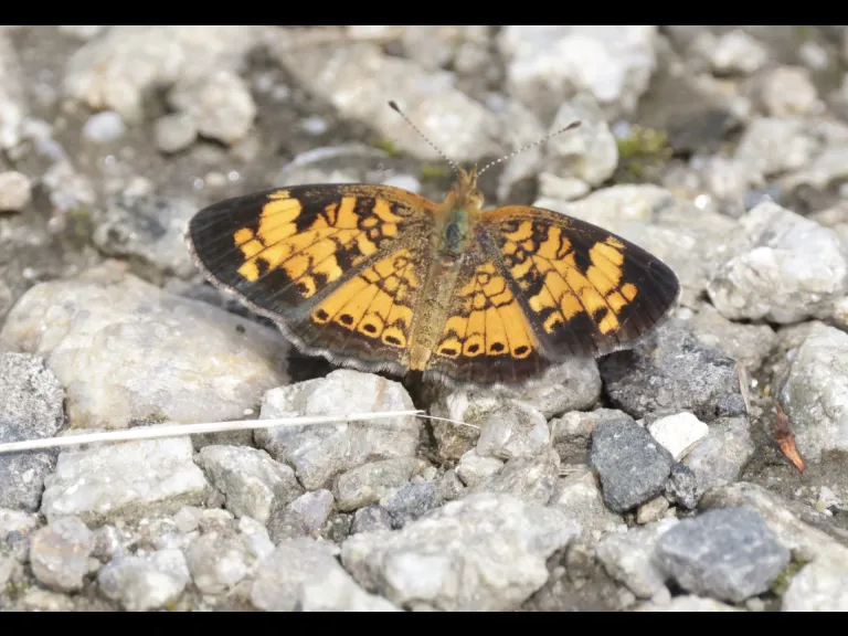 A pearl crescent butterfly at Breakneck Hill Conservation Land in Southborough, photographed by Steve Forman.