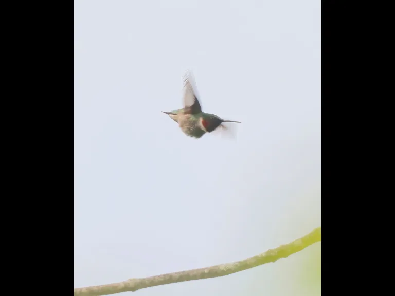 A ruby-throated hummingbird at Breakneck Hill Conservation Land in Southborough, photographed by Steve Forman.