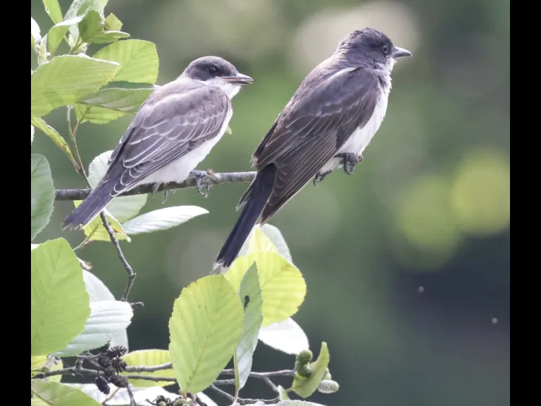 Eastern kingbirds at Bruce's Pond in Hudson, photographed by Steve Forman.