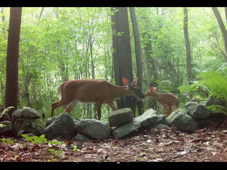 A white-tailed deer and its fawn in Frmaingham, photographed with an automatically triggered wildlife camera by Margaret McKane.