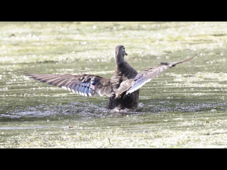 A wood duck at Grist Mill Pond in Sudbury, photographed by Steve Forman.