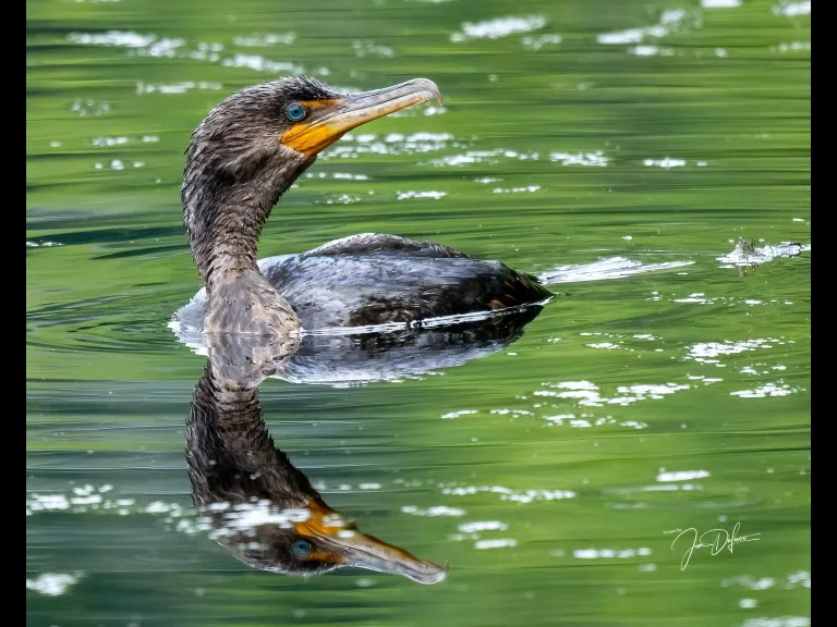 A double-crested cormorant at Bruce's Pond in Hudson, photographed by Jim DeLuco.